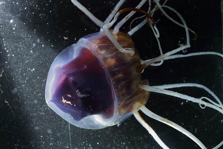 Helmet Jellyfish