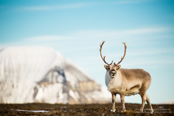 Spitzbergen-Rentier