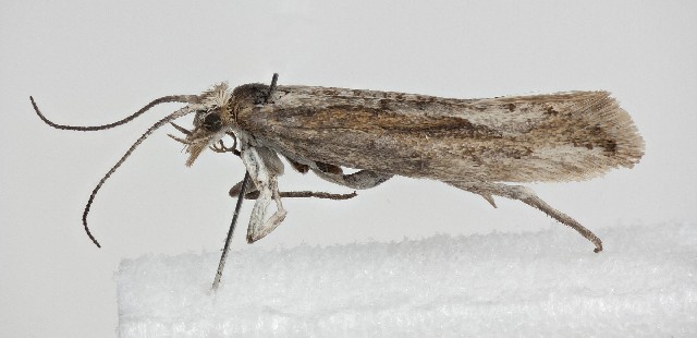 Plutella Polaris