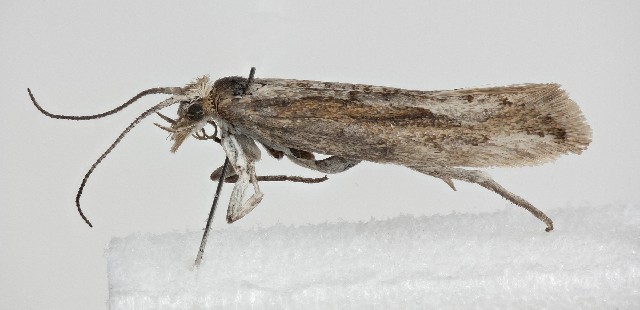 Plutella Polaris