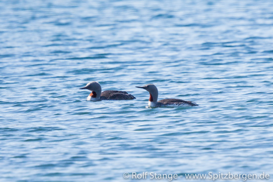 Two Red-throated divers