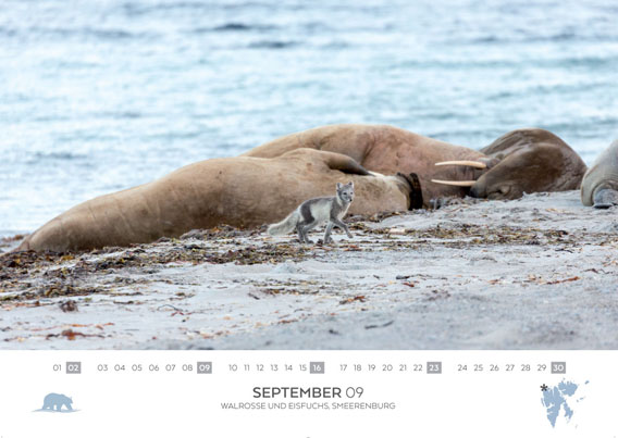 Spitzbergen-Kalender 2018: September. Walrosse und Eisfuchs