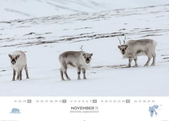 Spitzbergen-Kalender 2018: November. Rentiere