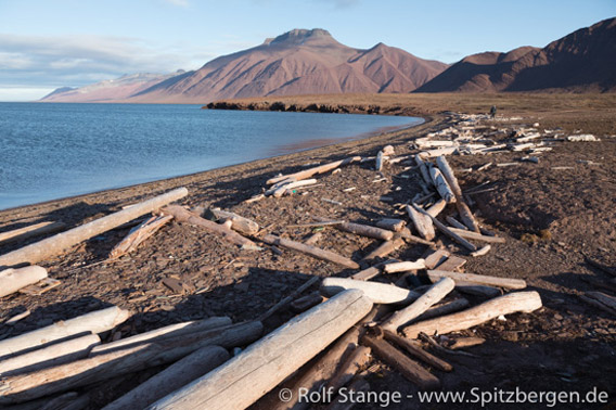 Treibholz bei Wigdehlpynten - Spitzbergen