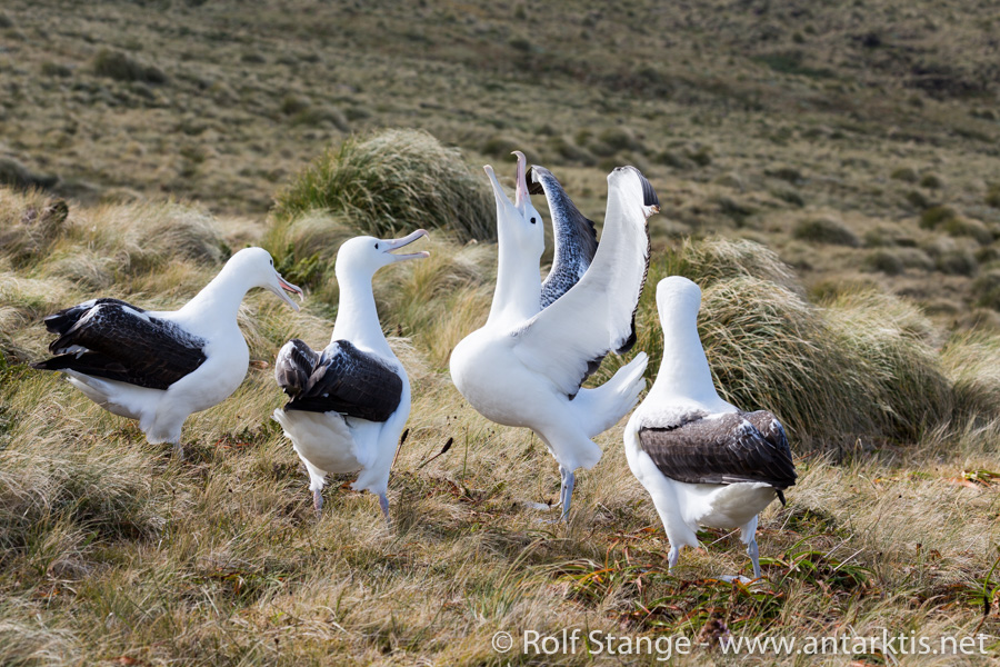 Albatrosses, Campbell Island