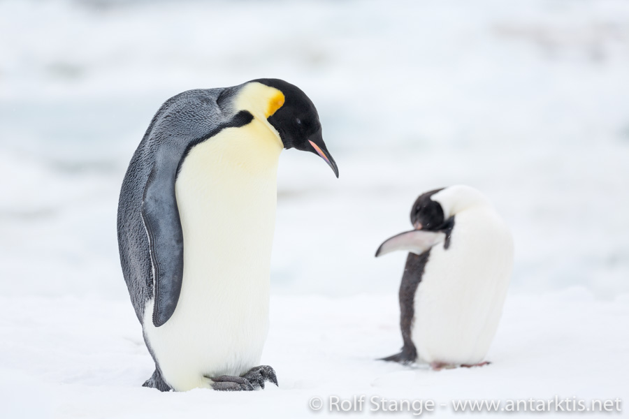 Emperor and Adelie penguin at Cape Hallet, Ross Sea, Antarctica