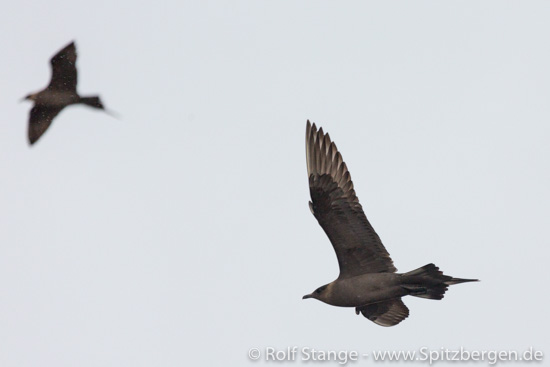 Arctic skua