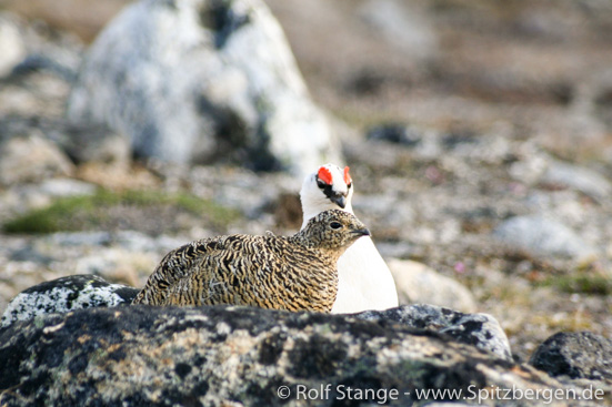 Svalbard Ptarmigan