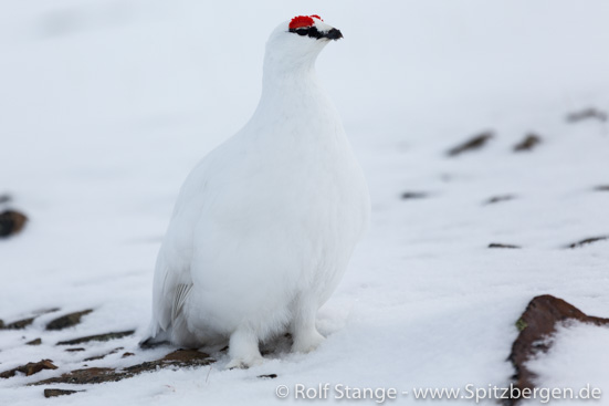 Alpenschneehuhn