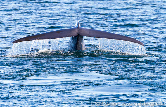 Blue whale, Storfjord