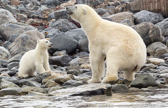 Polar bears, Danskøya