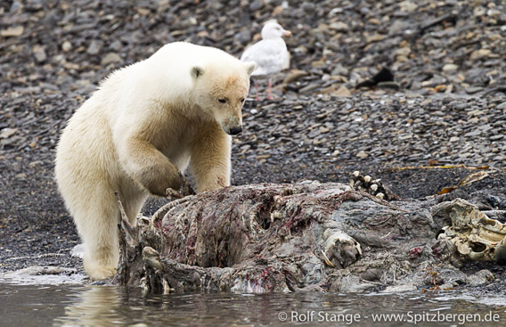 Polar bear, Edgeøya