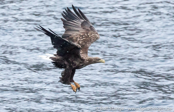 Sea eagle