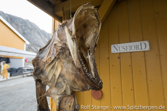 Nusfjord: Trockenfisch