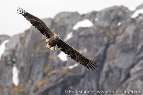 Sea eagle in Trollfjord