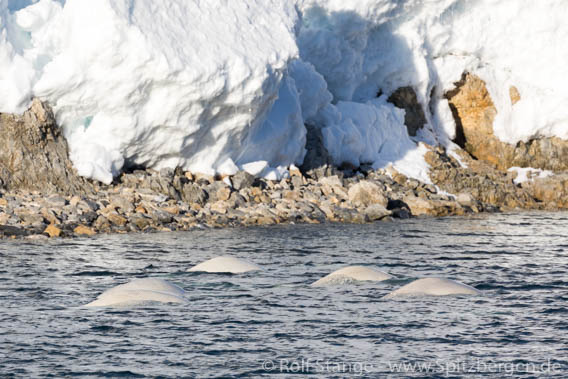 Beluga-Whales