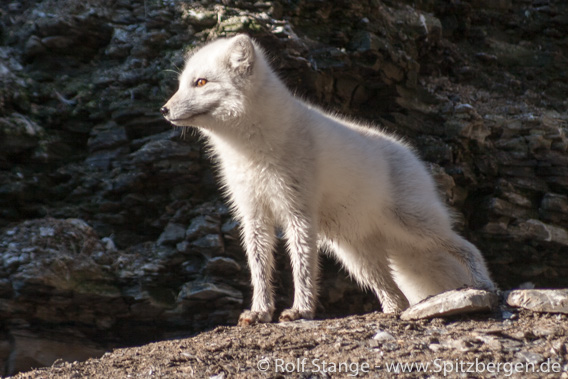 Rabies on Spitsbergen (Svalbard): Hopen