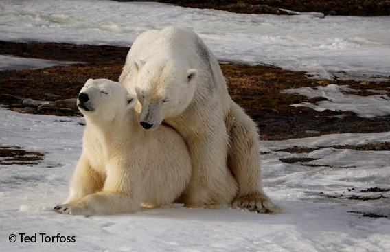 polar bears mating, Hopen