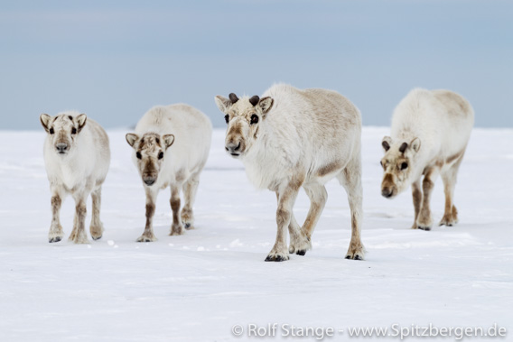 Rentiere, Frühsommer-Tundra, Spitzbergen