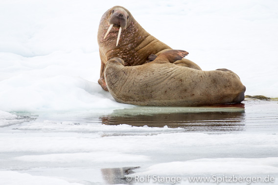 Walrosse auf Treibeis, Spitzbergen