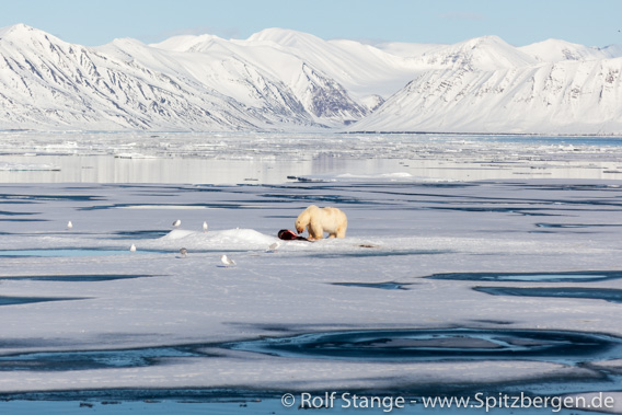 Eisbär auf Fjordeis, Spitzbergen