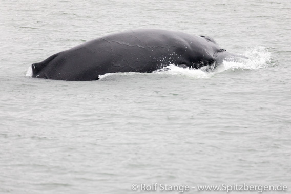 Humpback whale Adventfjord