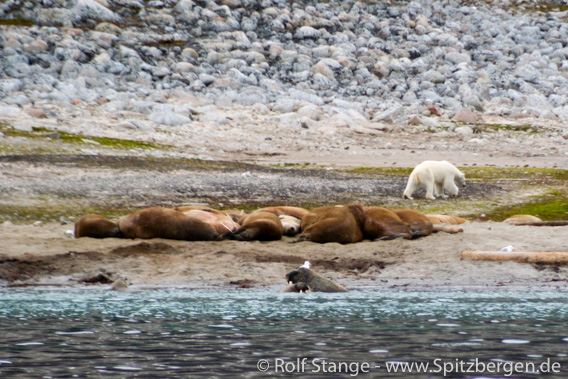 Polar bear attack Svalbard