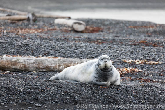 Bearded Seal