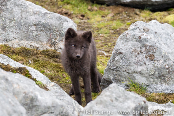 Blaufuchs