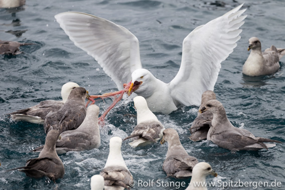 Glaucous gull, Ærfuglvika