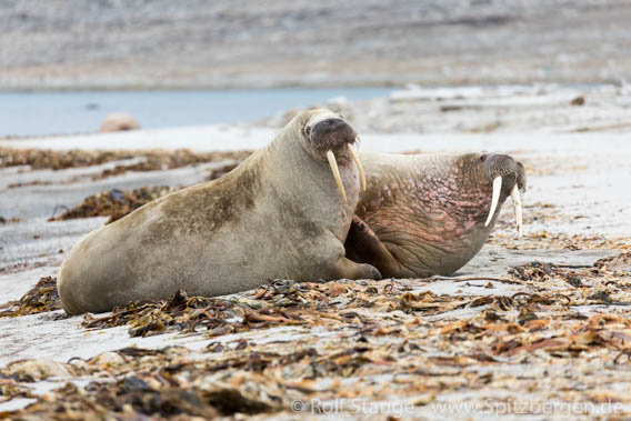 Walrusses, Smeerenburg