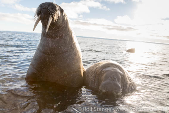 Walruses on Moffen