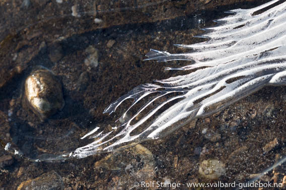 Hermansenøya: details in ice