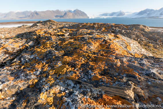 Hermansenøya: details in ice