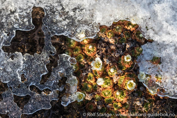 Hermansenøya: Tufted saxifrage