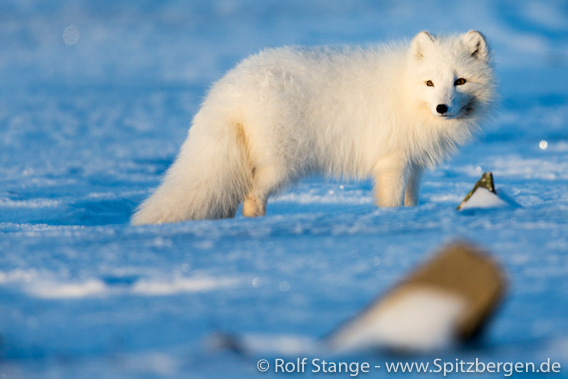 Eisfuchs im Winterfell