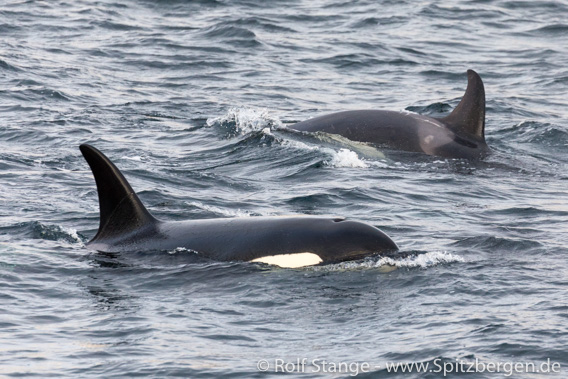 Orcas, Skjervøy