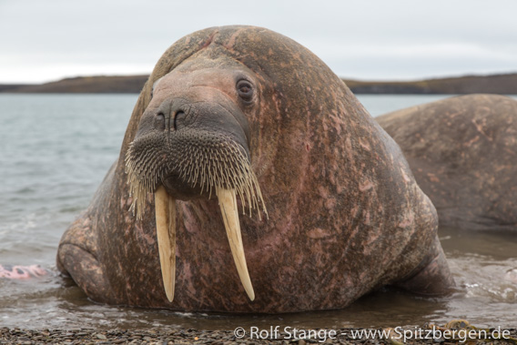 Vortrag Rolf Stange: Norwegens arktischer Norden - Tiere und Landschaften, Spitzbergen