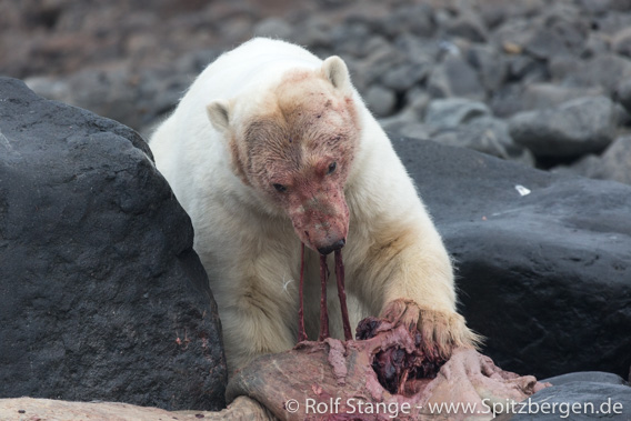 Vortrag Rolf Stange: Norwegens arktischer Norden - Tiere und Landschaften, Spitzbergen