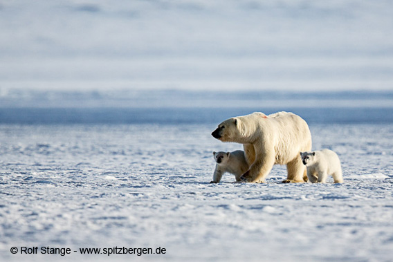 Eisbären auf Fjordeis