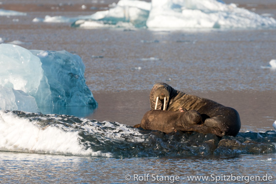 Walrus cow with calf