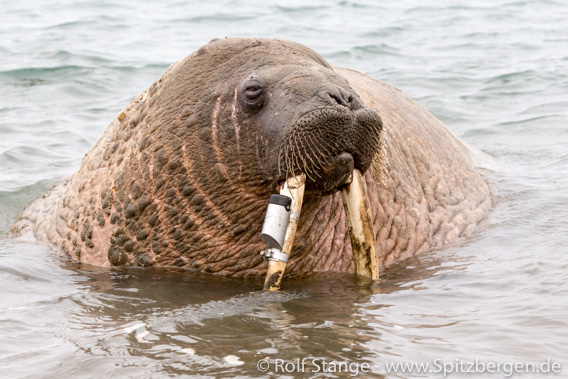 Walrus with satellite sender, Edgeøya