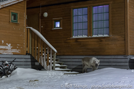 Reindeer, Longyearbyen