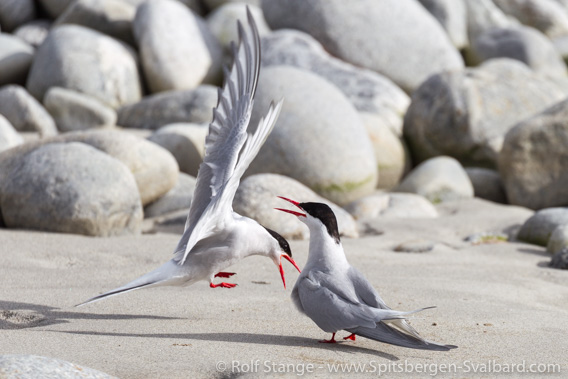 Arctic terns, Magdalenefjord