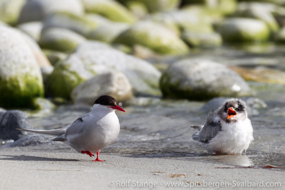 Arctic tern with chick, Magdalenefjord