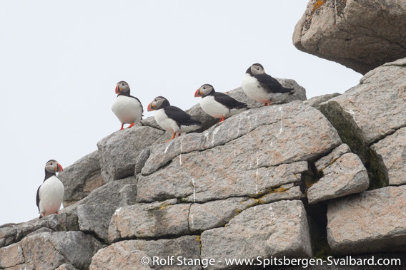 Puffins, Foynøya