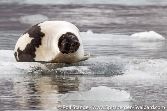 Harp seal