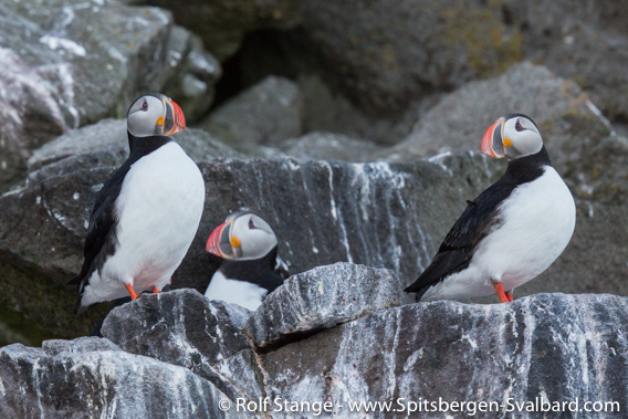 Puffins, Hinlopen Strait