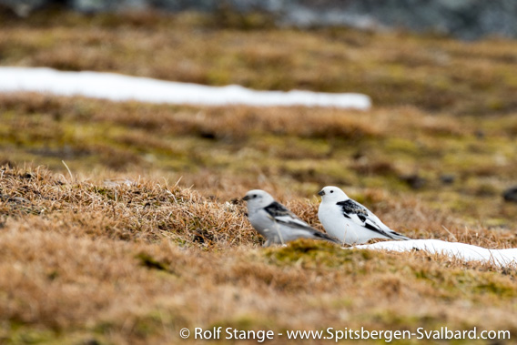 Snow buntings, Alkhornet