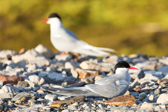 Arctic terns on nest, Ny-Ålesund